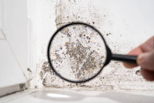 Best Air Quality Testing for Mold Spores  in USA